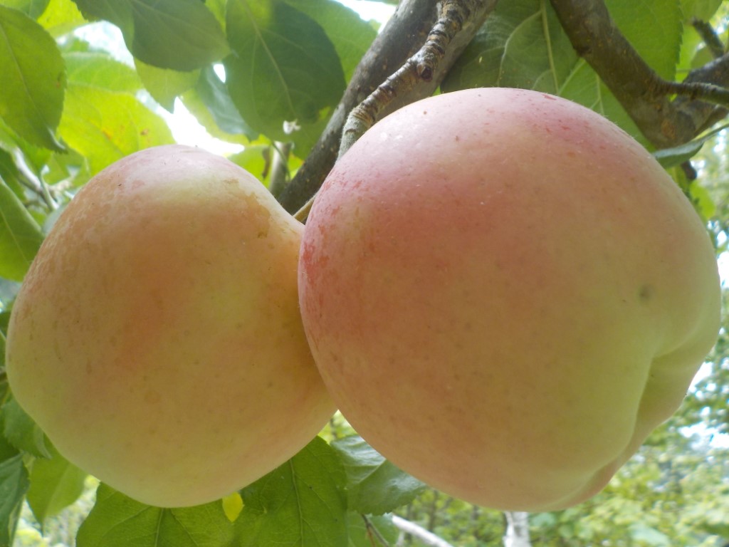 images/stories/virtuemart/product/Red Gold